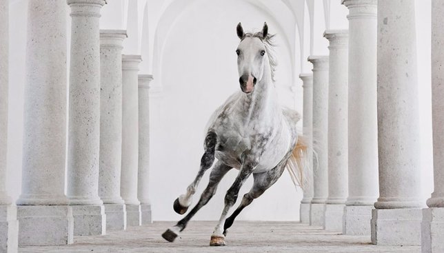 Сегодня день духа безмятежности: самое время для фотографий белоснежных лошадей