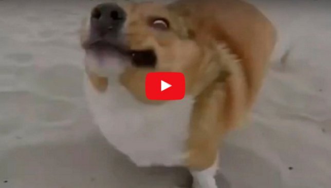 Видеоляпы собак, которые провалили испытание на "собачность"