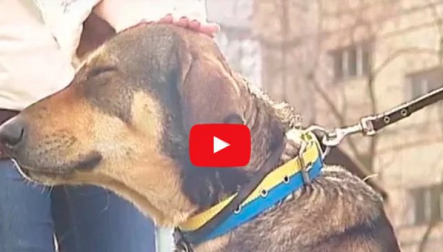 На улицах Киева поселился Хатико: пес ждет хозяина, который никогда не вернется (Видео)