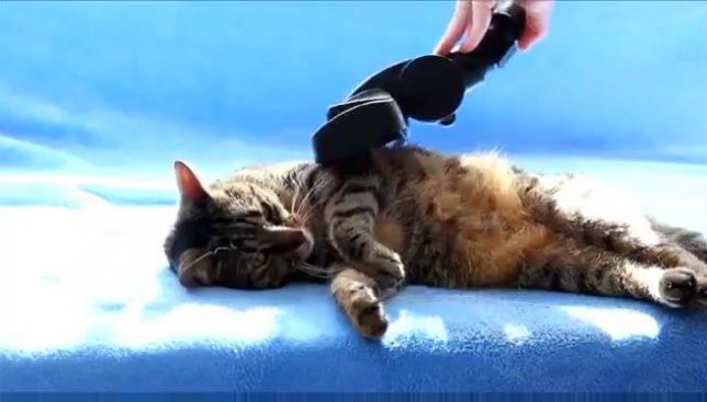 Ломаем стереотипы: кот, который обожает массаж пылесосом (Видео)