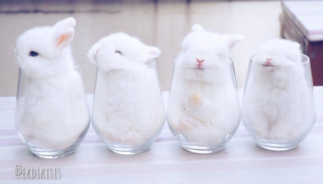 Белых и пушистых кроликов теперь подают вместо коктейлей: смешное видео