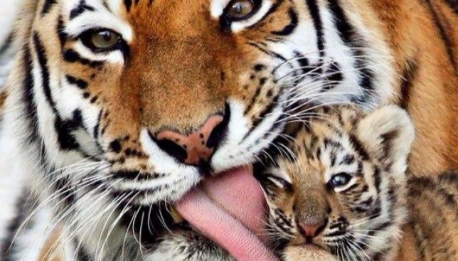 ​Ролик, как новорожденные тигрята делают первые шаги, взорвал Сеть (видео)
