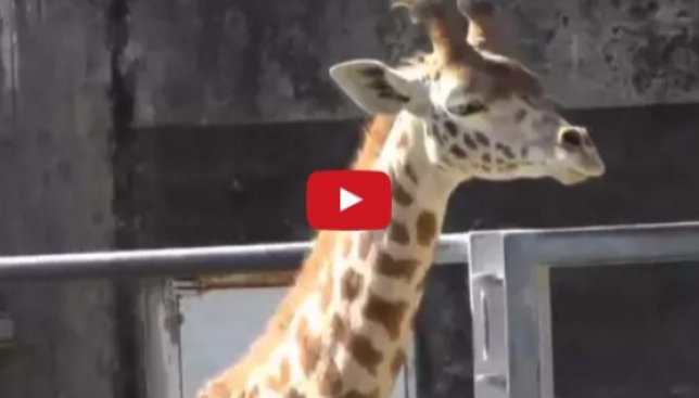 Смешное видео: как на самом деле чихают разные животные