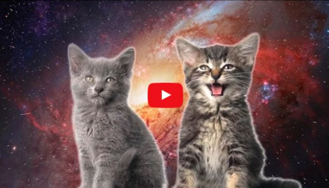 Видео на ночь: как космические котики песню пели