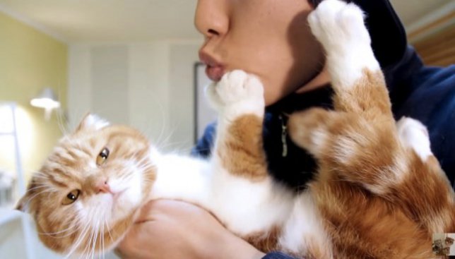 Сегодня день объятий: как реагируют коты на выражение чувств к ним
