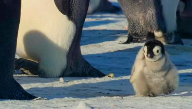 Смешное видео: как легко обмануть пингвина, чтобы он пошел за тобой