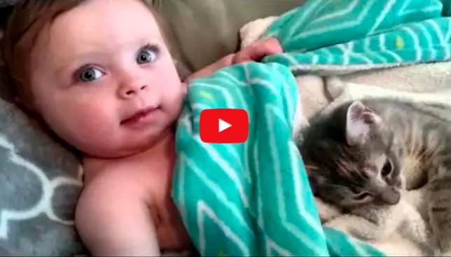 Самое милое видео: кот, который обожает своего маленького хозяина