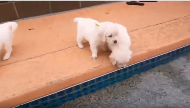 Видео дня: маленькие щенки первый раз учатся плавать