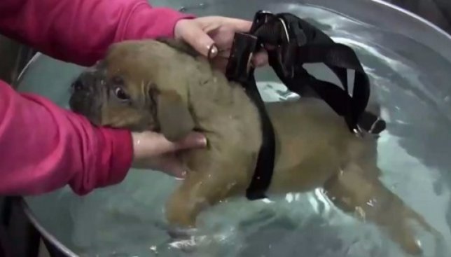 Пес, который с рождения не может ходить, нашел свою любящую семью (Видео)